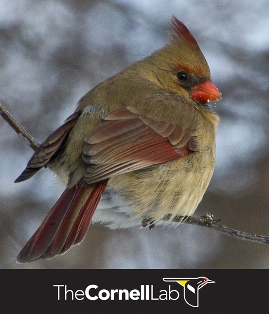 cardinal bird sounds